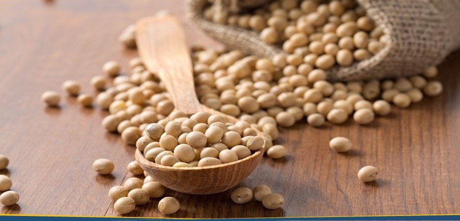 Kacang Kedelai Si Kecil Kaya Protein Kacang Kedelai Si Kecil Kaya Protein